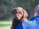 Abby 6,5 week
